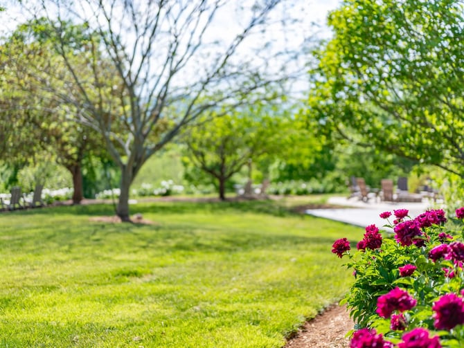 Manicured garden with magenta peonies in foreground, mature shade trees, and paved pathway leading to seating area
